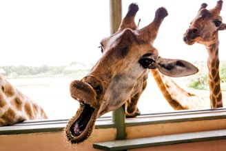 brown giraffe head on brown wooden fence during daytime