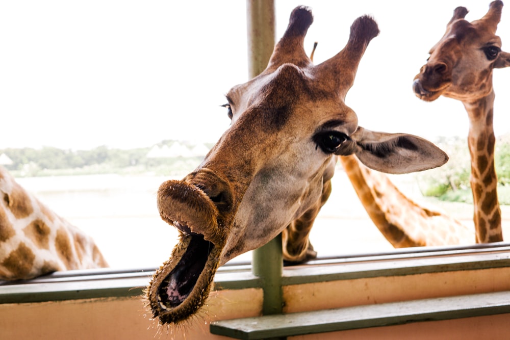 brown giraffe head on brown wooden fence during daytime