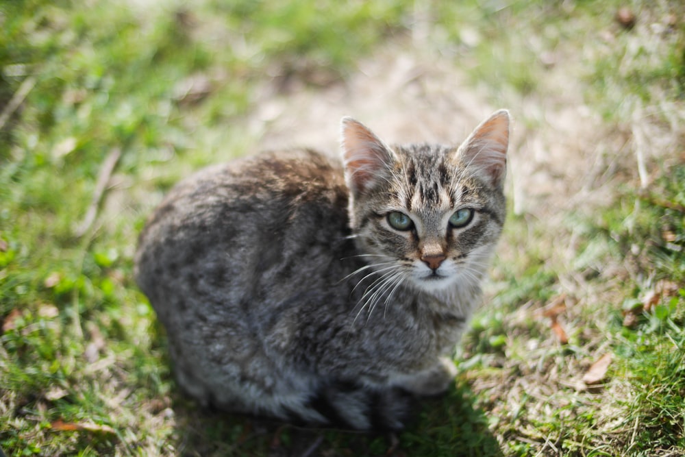 brown tabby cat on green grass during daytime