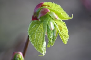 A close-up of plant growth enhanced by our fertilizers.