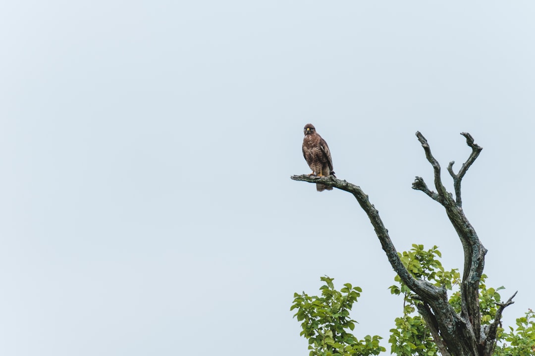 brown bird on tree branch during daytime