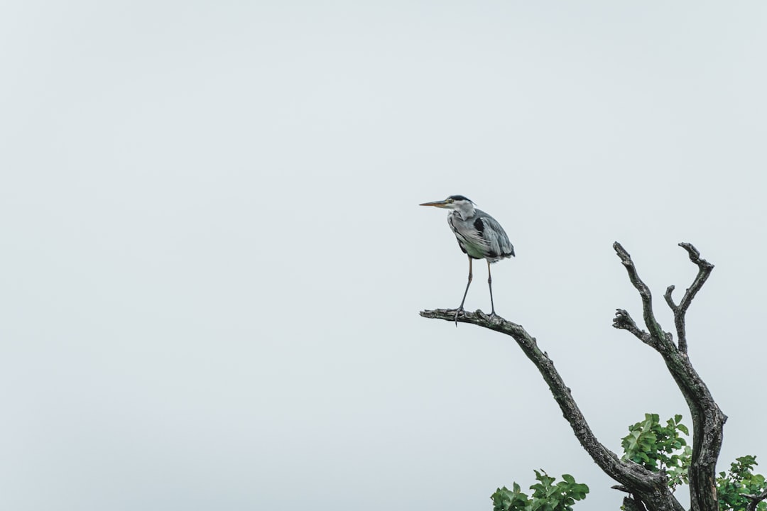 gray and white bird on tree branch