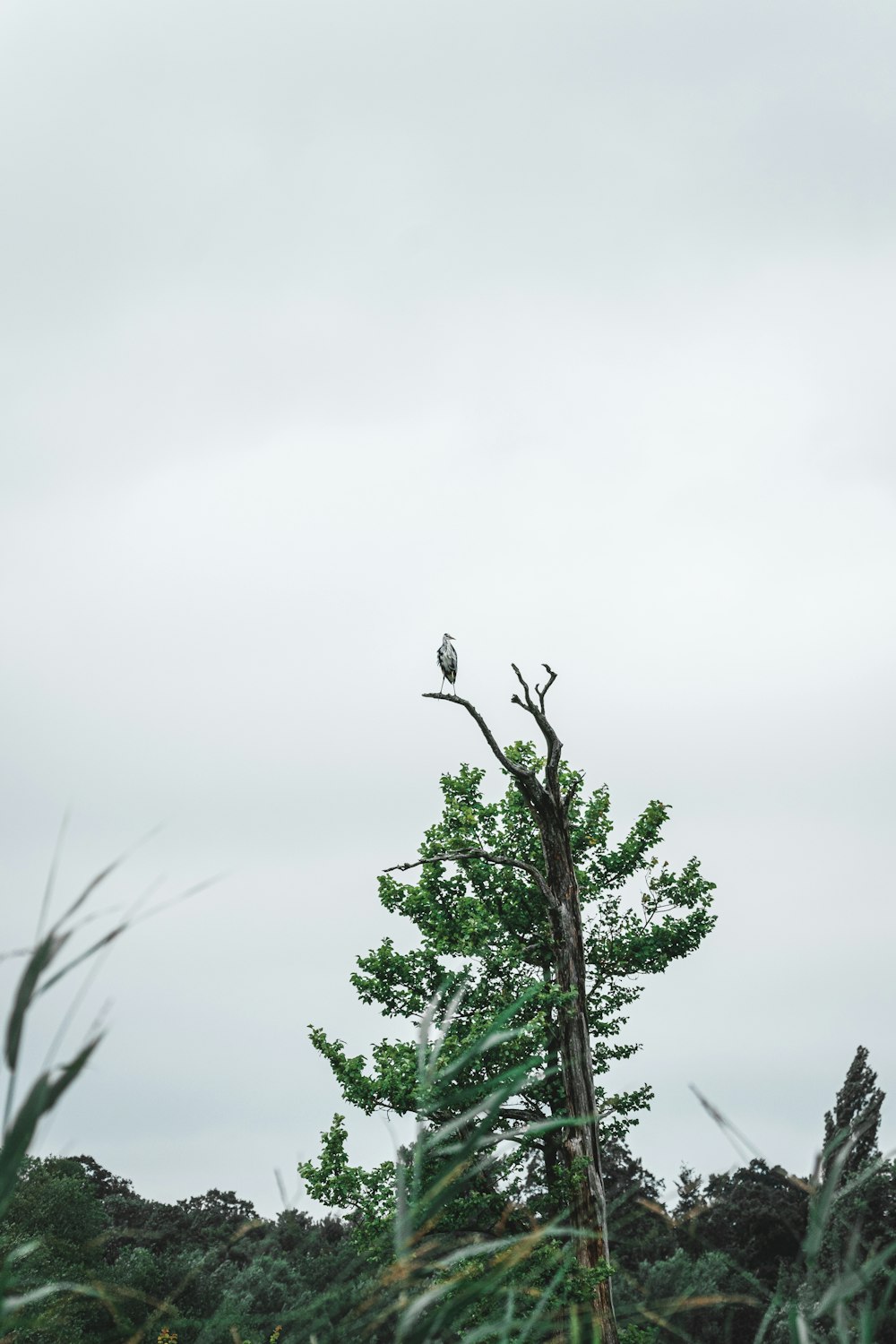 bird perched on tree branch during daytime