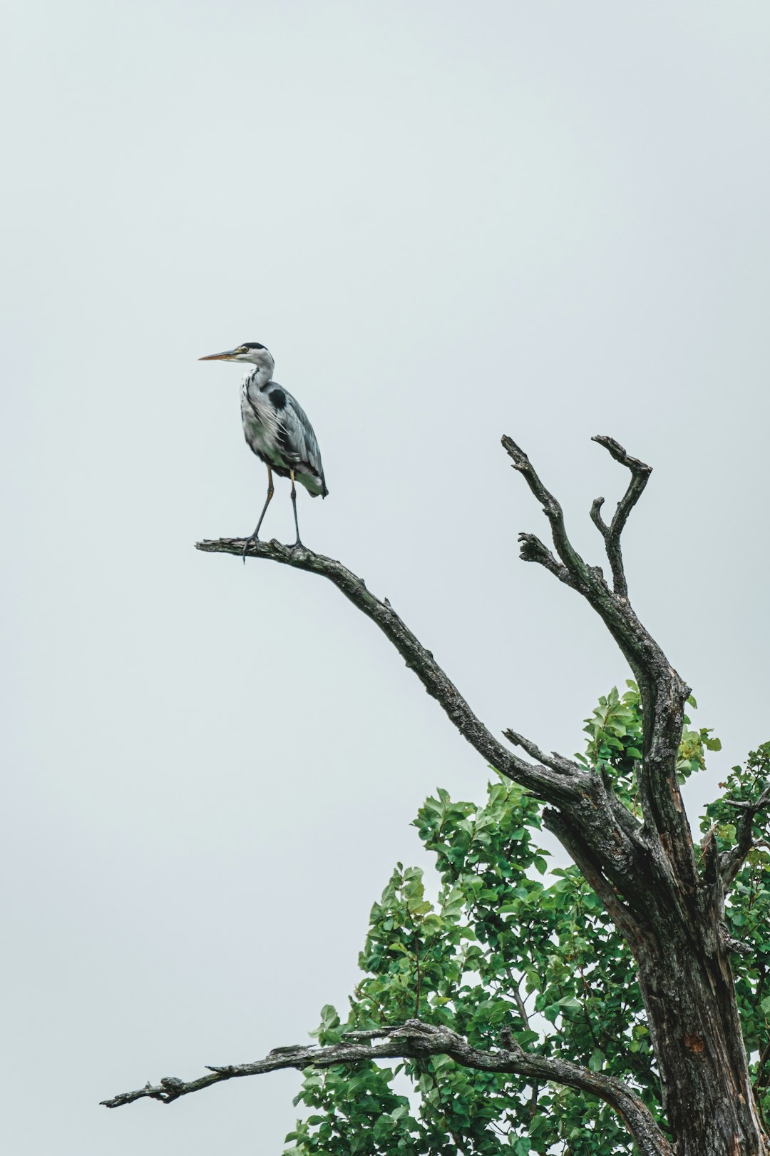 gray stork perched on tree branch