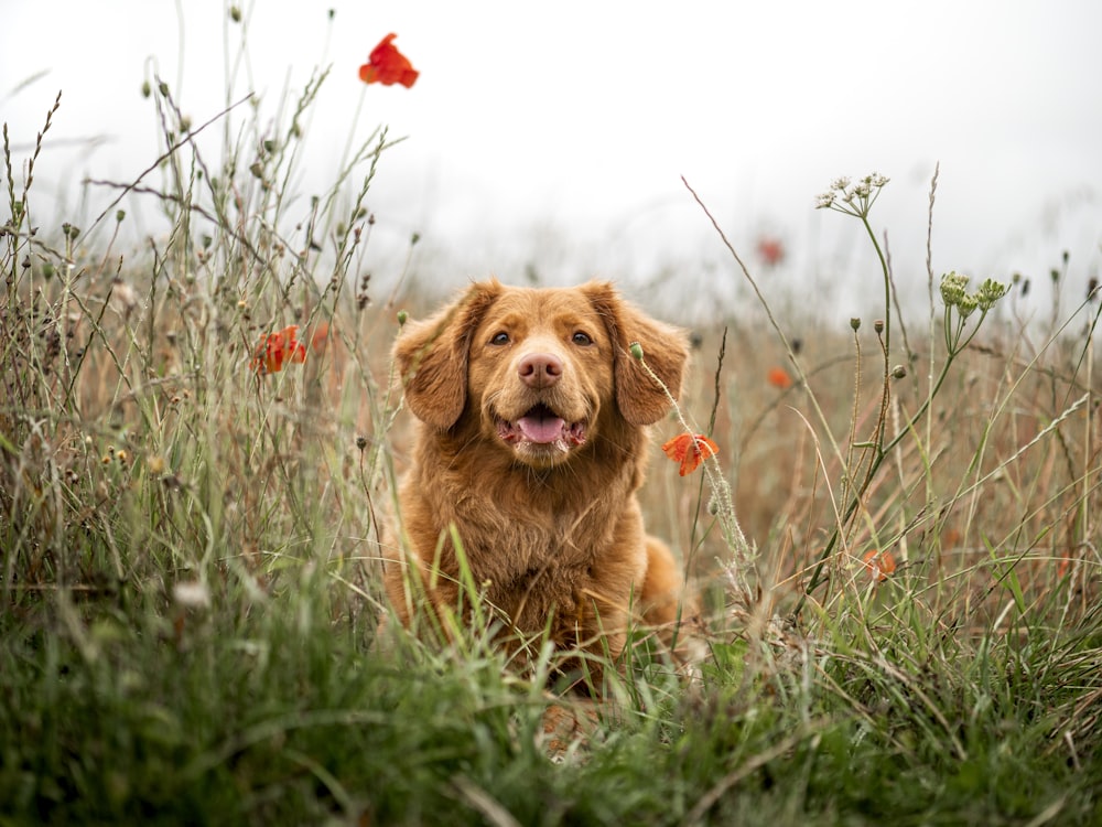 brown long coated dog on green grass field during daytime