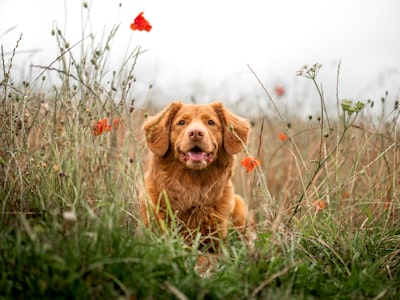 Gründe für Hunde, die Futter ablehnen, wenn Besitzer nicht da sind