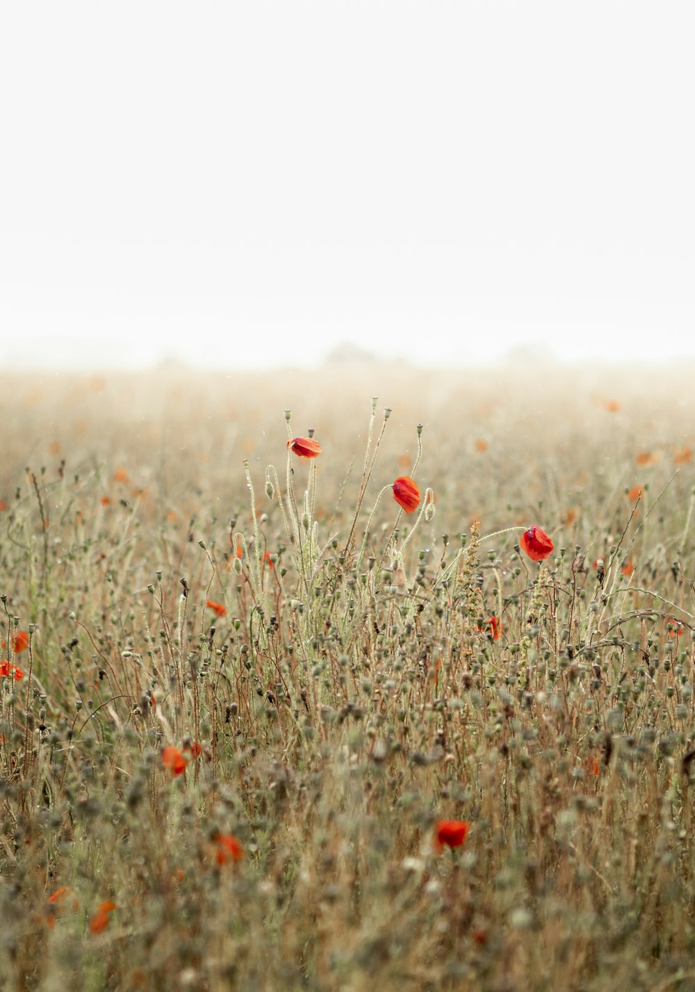 red flowers on brown grass field during daytime