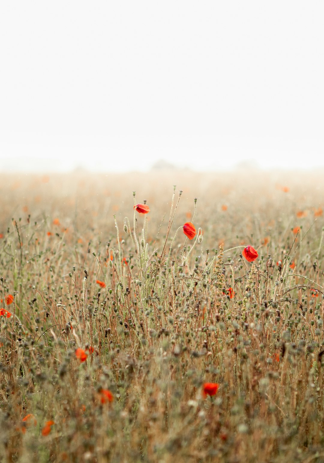 red flowers on brown grass field during daytime