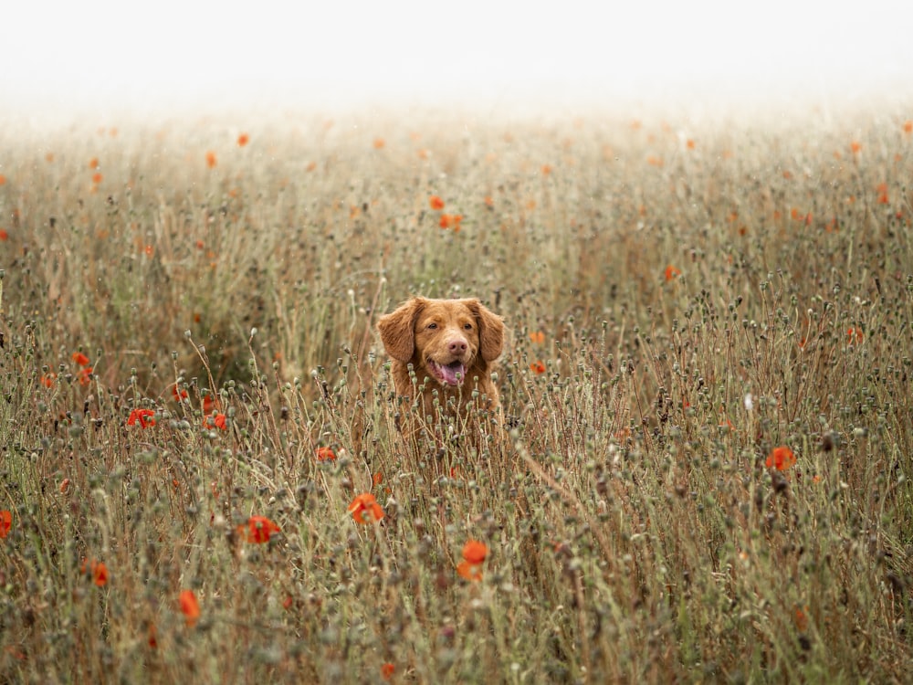brown short coated dog on brown grass field during daytime