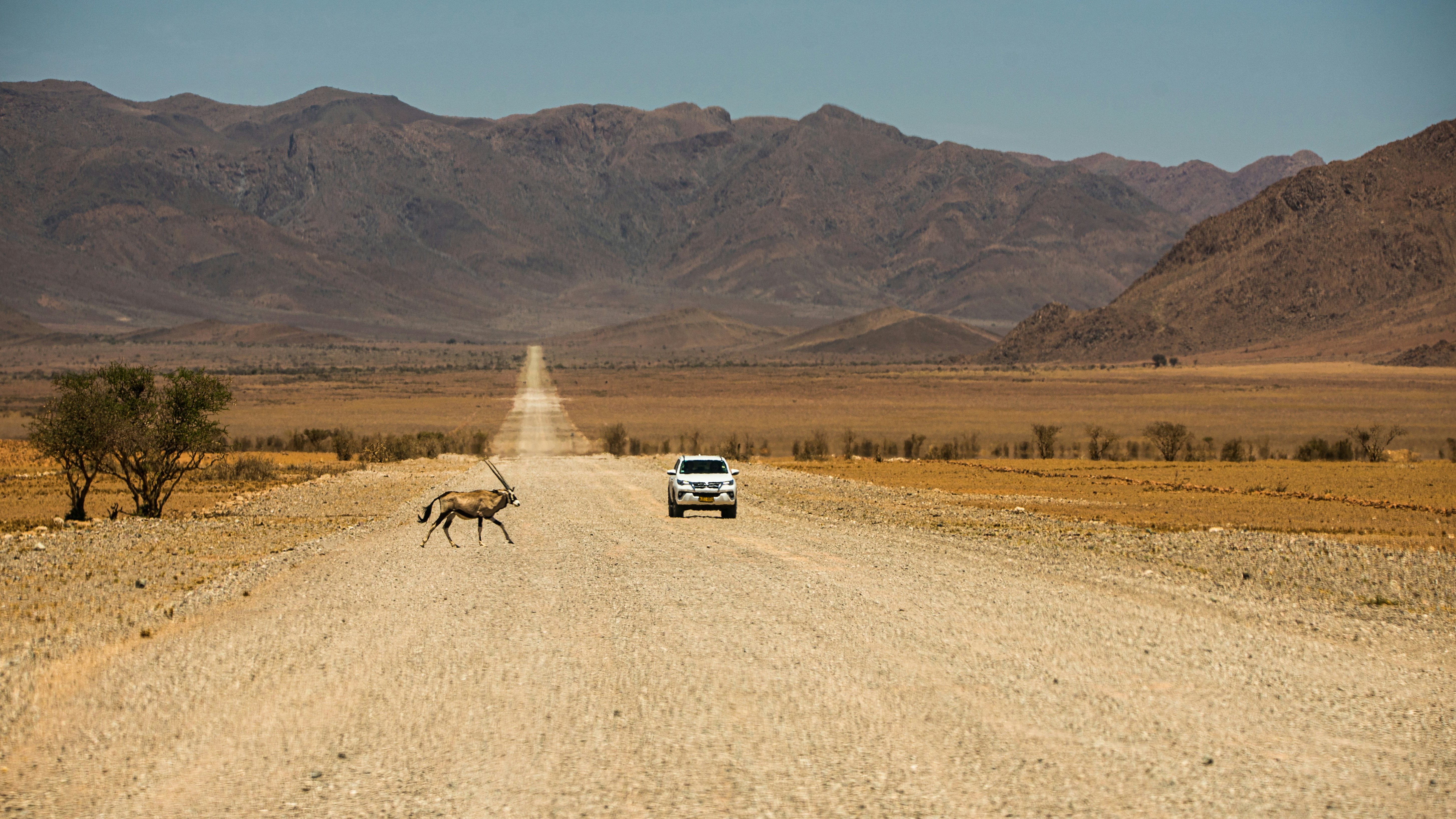 Oryx antelope crossing a countryroad in front of a car