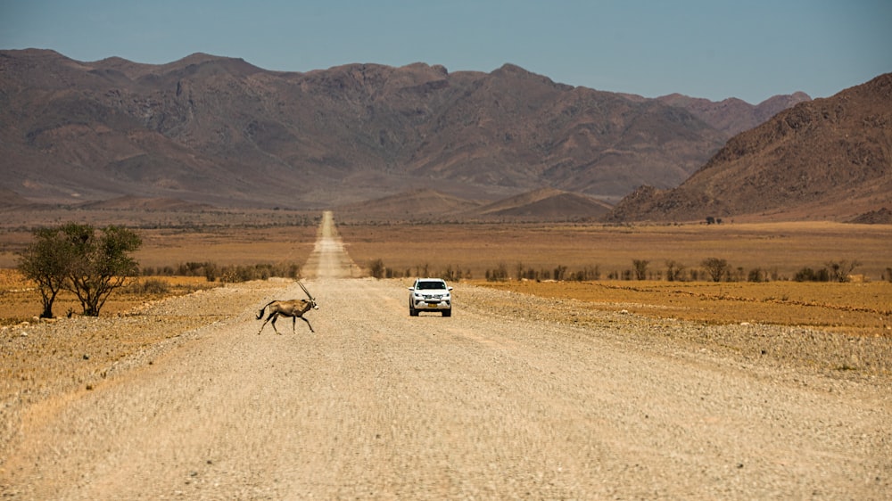 white suv on brown sand during daytime