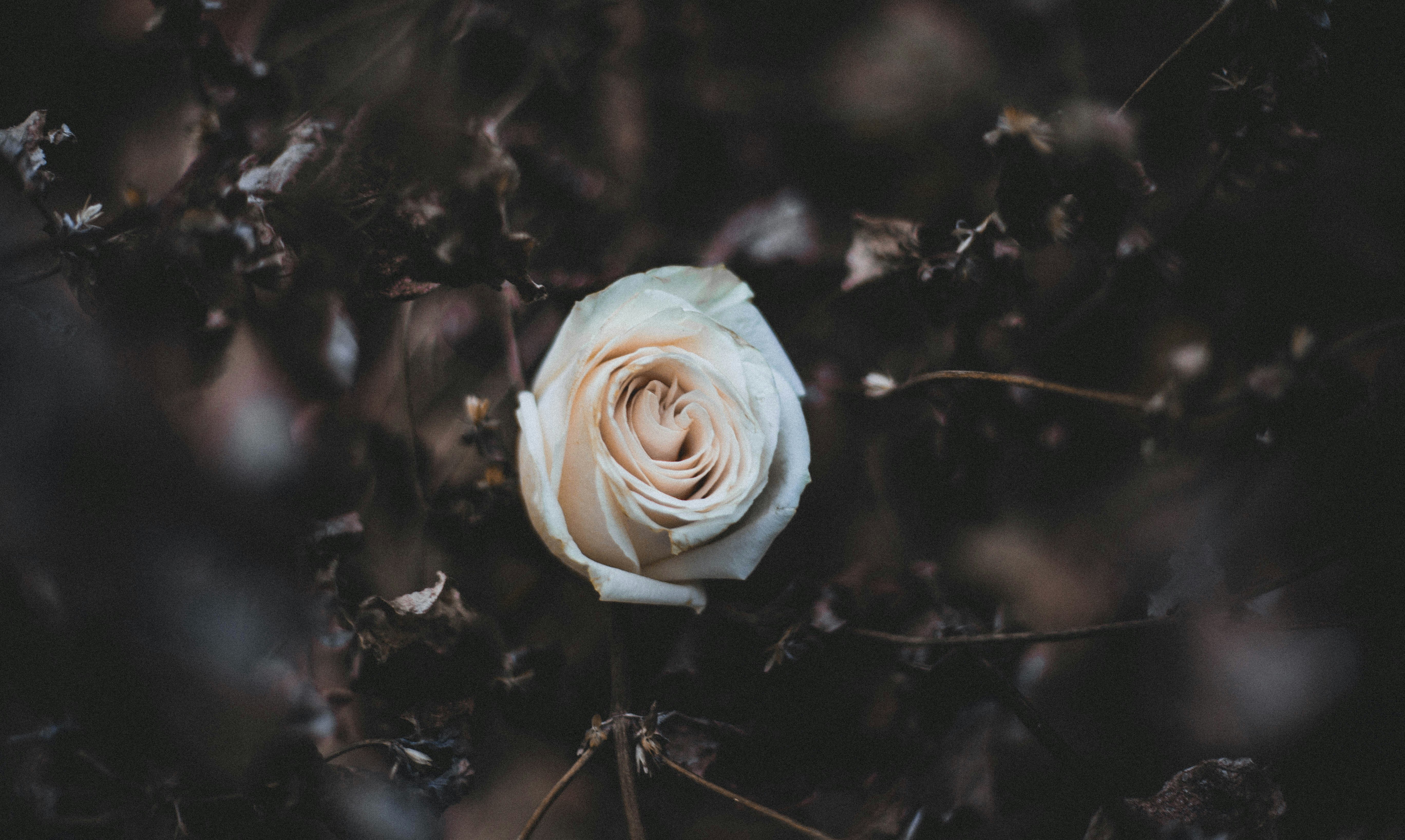 white rose in bloom during daytime