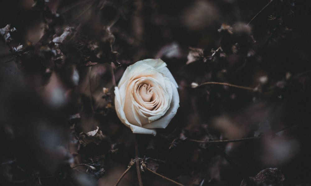 white rose in bloom during daytime