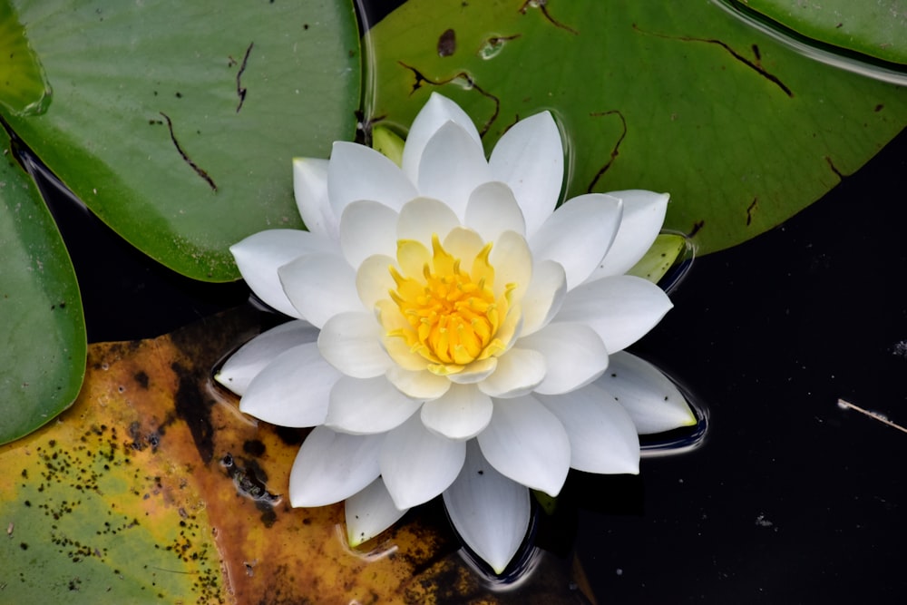 white lotus flower on water