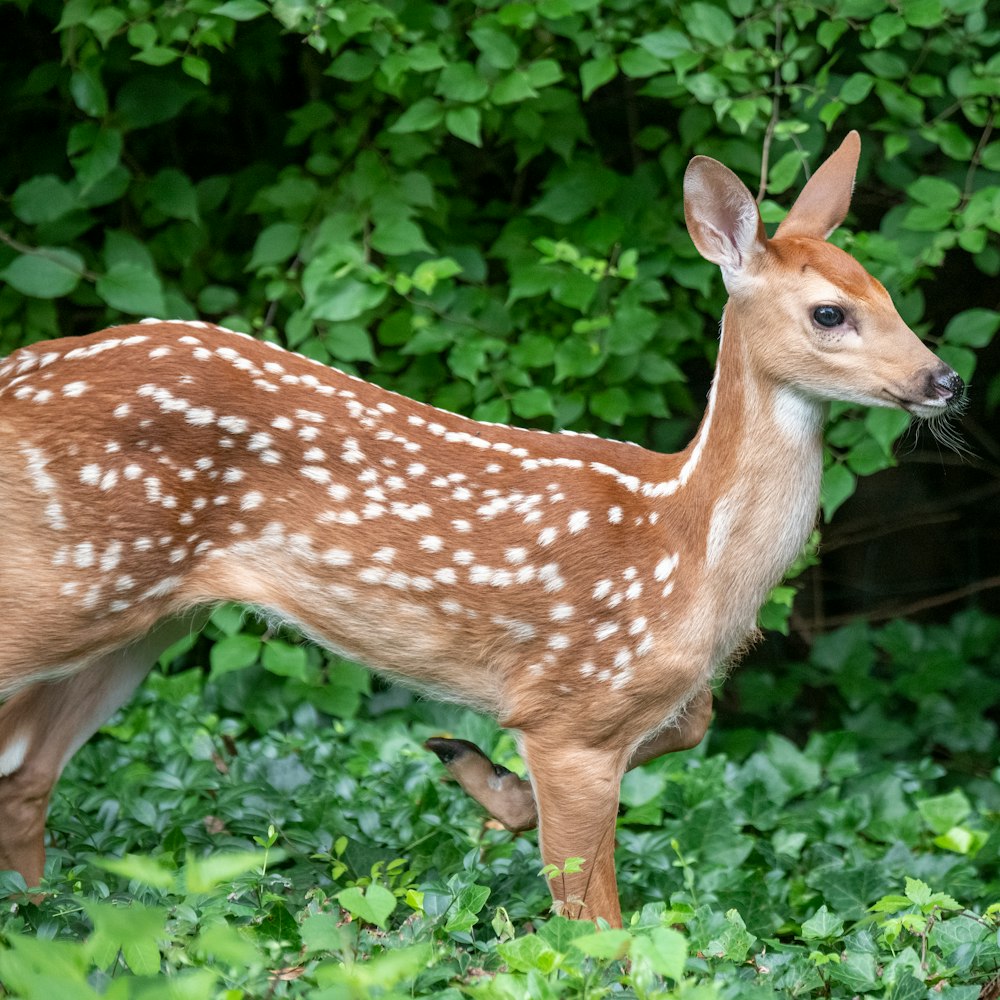 brown and white spotted deer standing on green grass during daytime