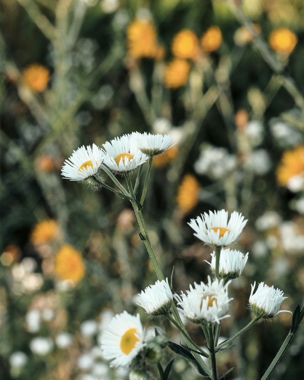 fiore bianco e giallo in lente tilt shift