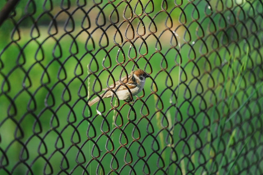 white and brown bird on black metal fence during daytime