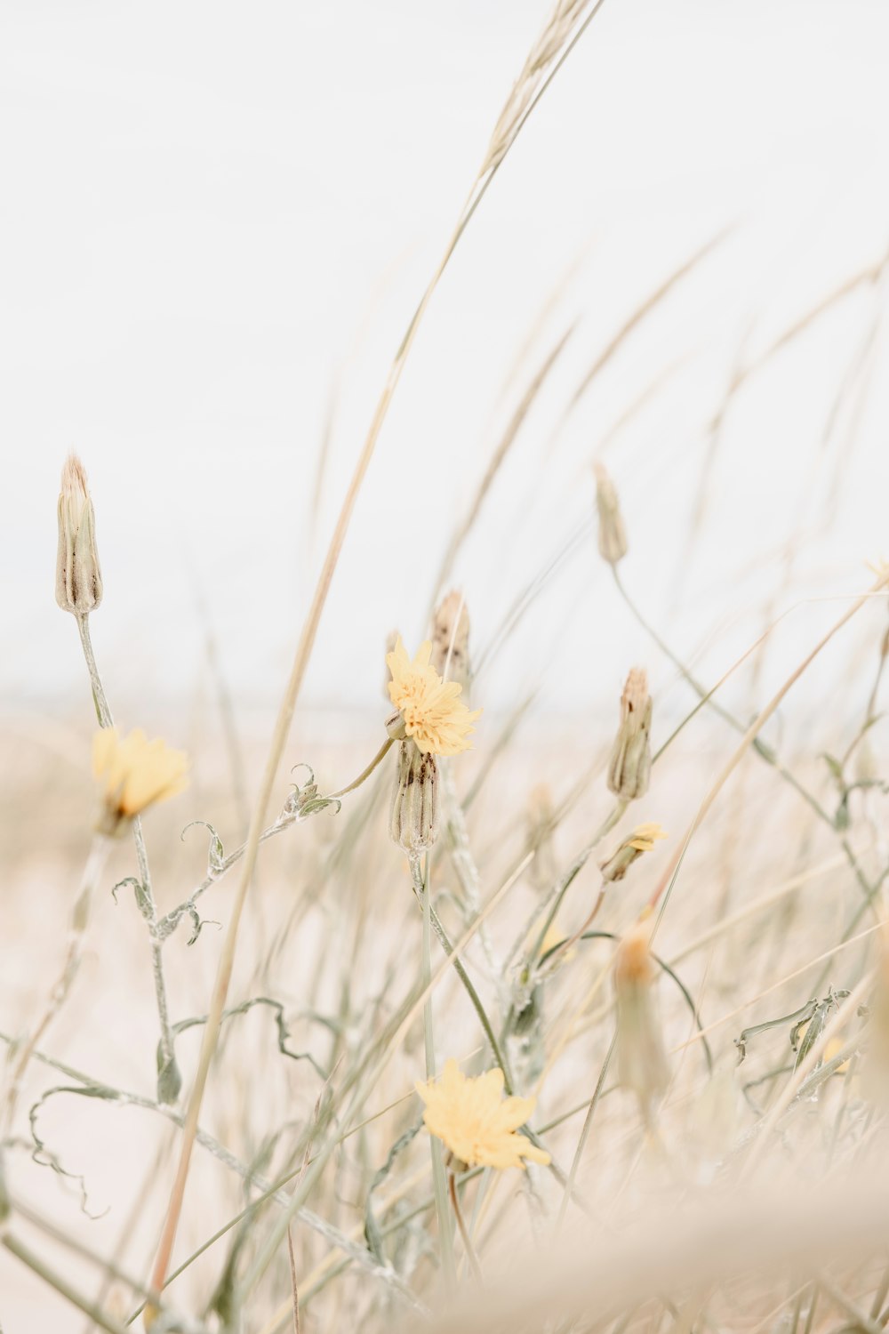 yellow flower in close up photography