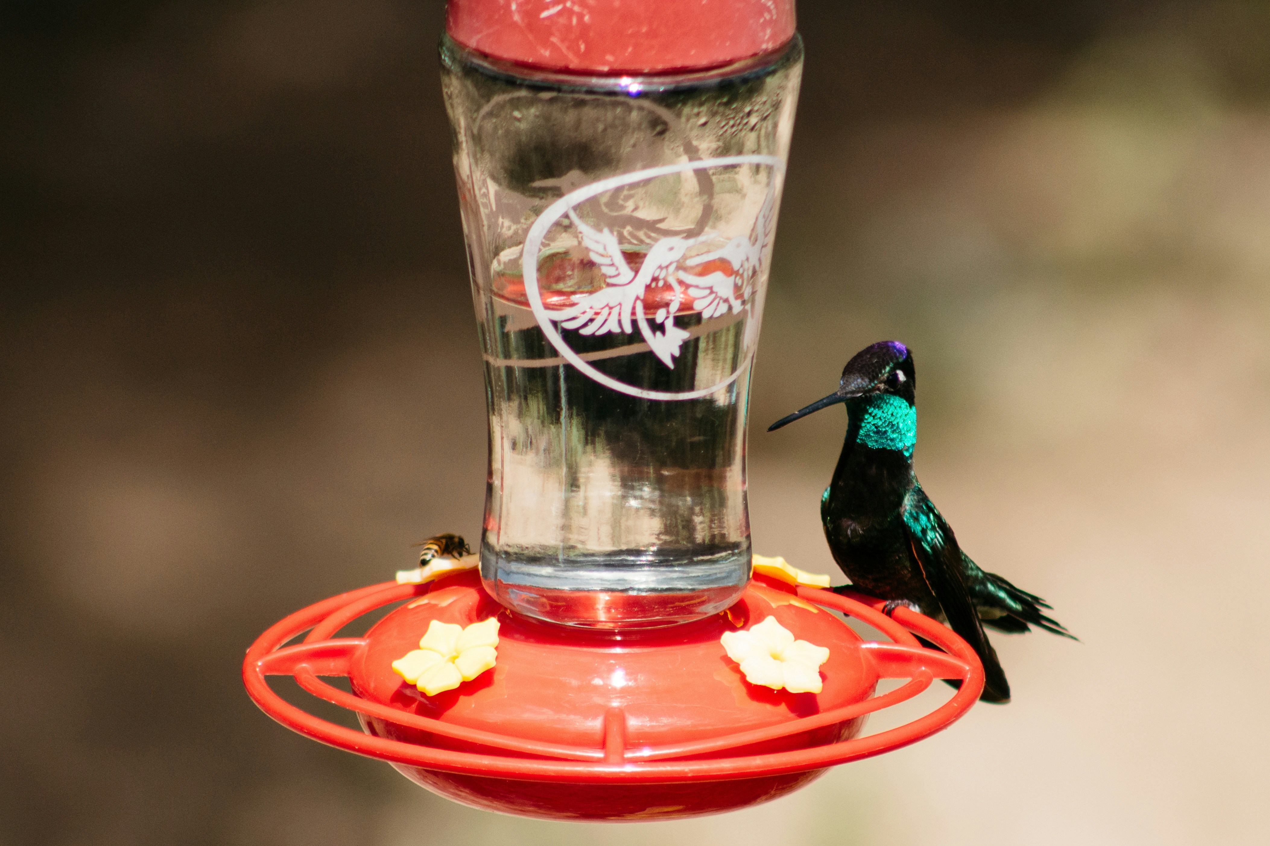 green and black humming bird on red plastic container