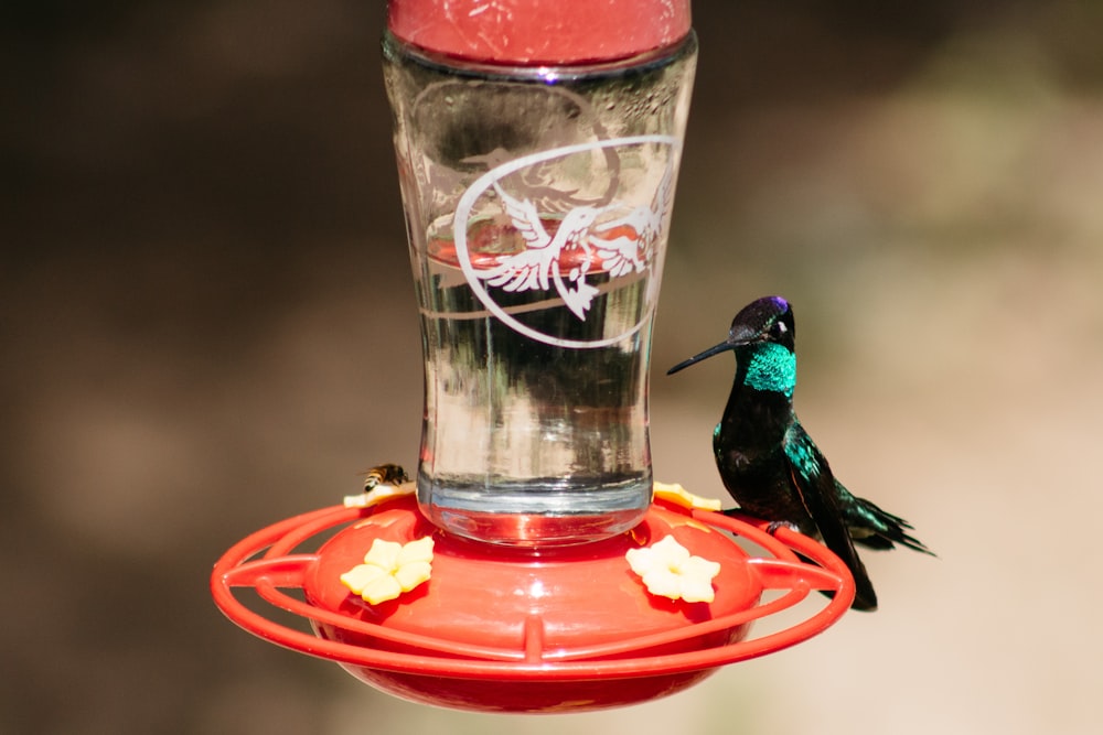 green and black humming bird on red plastic container