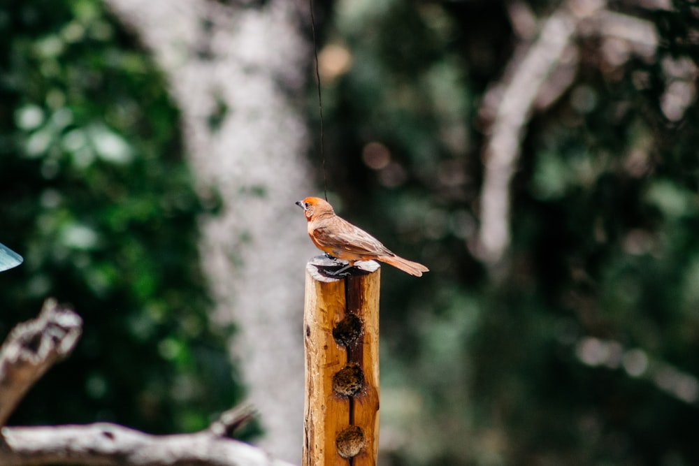 brown bird on brown wooden post during daytime