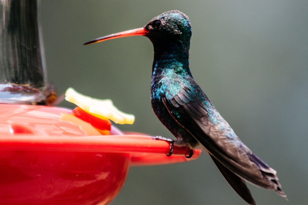 green and blue humming bird flying