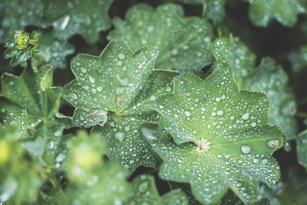 water droplets on green plant