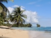 palm tree on beach shore during daytime