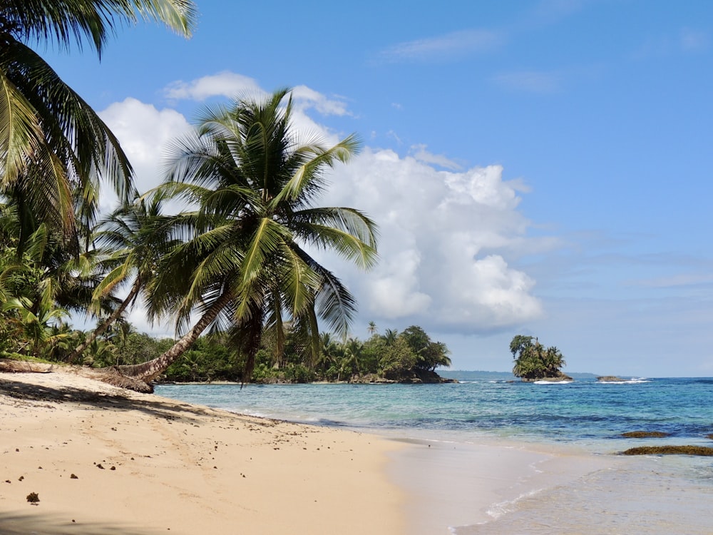 palmier sur le rivage de la plage pendant la journée