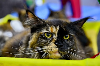 A playful tortoiseshell cat lounging on a colorful blockchain-themed background.
