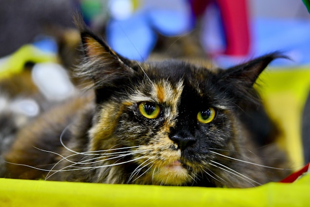 A playful tortoiseshell cat lounging on a colorful blockchain-themed background.