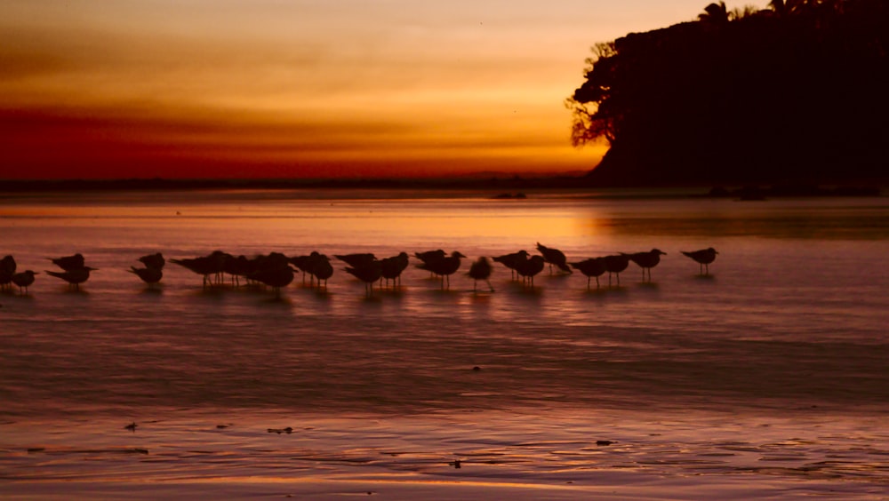 silhouette of people on beach during sunset