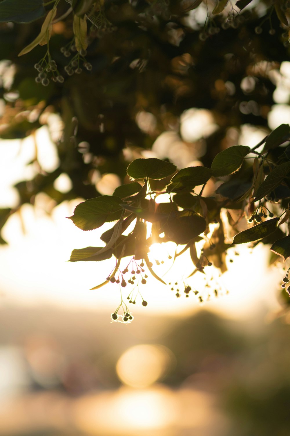 green leaves during day time