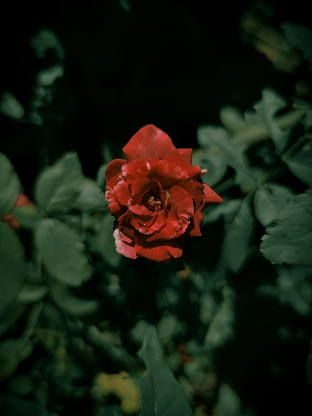 red rose in bloom during daytime