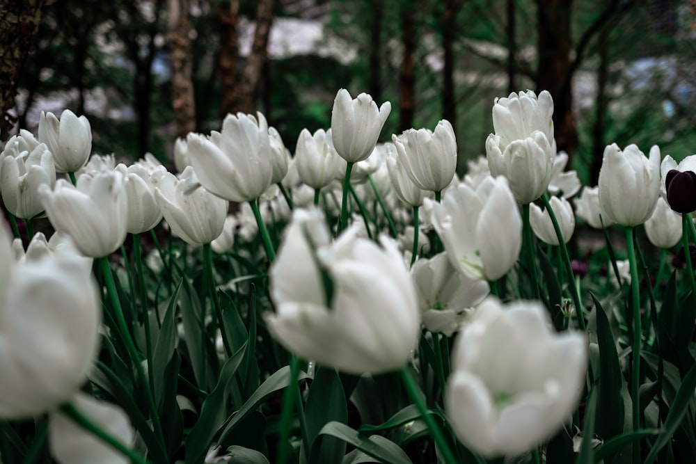 white tulips in bloom during daytime