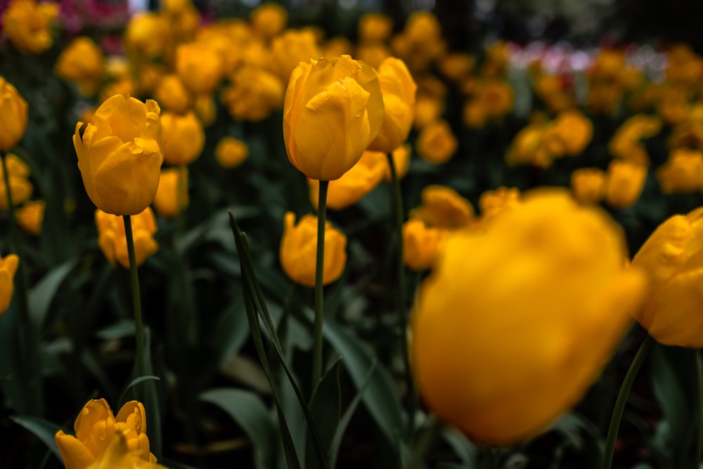 yellow tulips in bloom during daytime