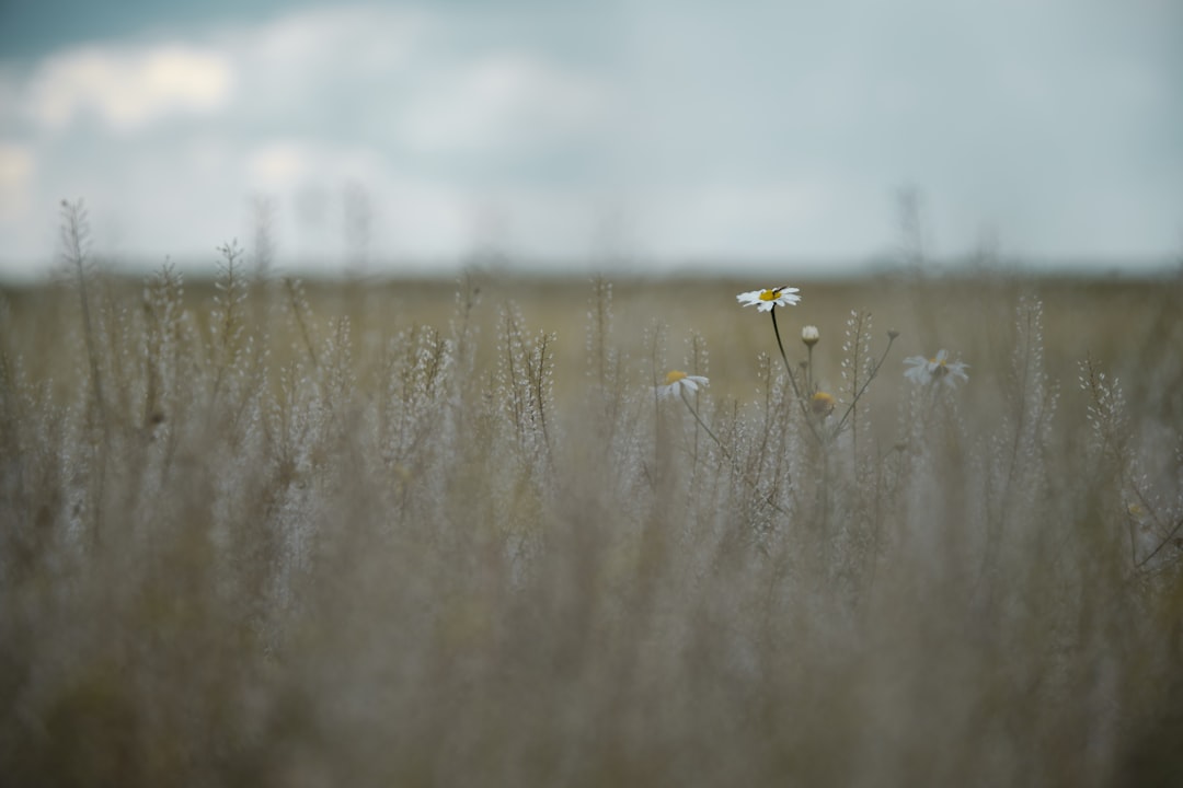 Natural landscape photo spot Kardoskút Hungary