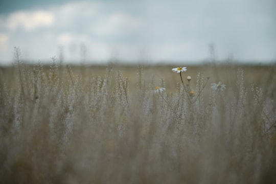 white flower on brown grass field during daytime in Kardoskút Hungary