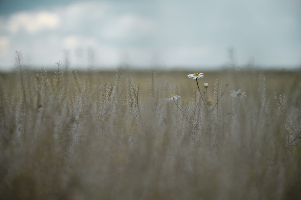fleur blanche sur le champ d’herbe brune pendant la journée
