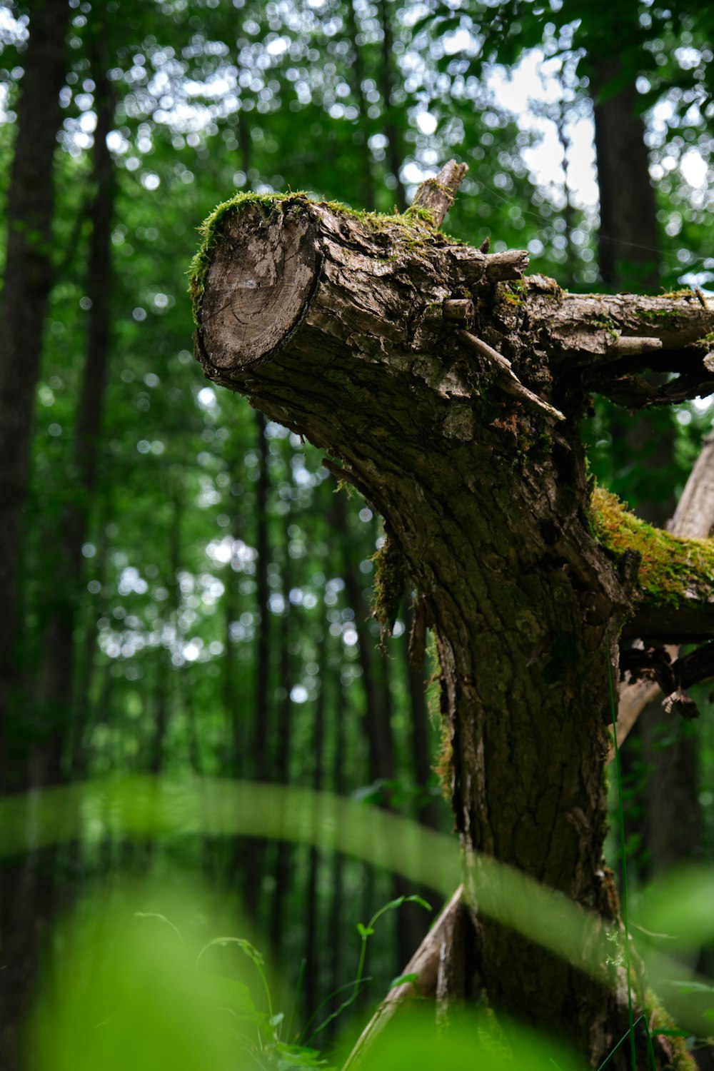 brown tree trunk in tilt shift lens