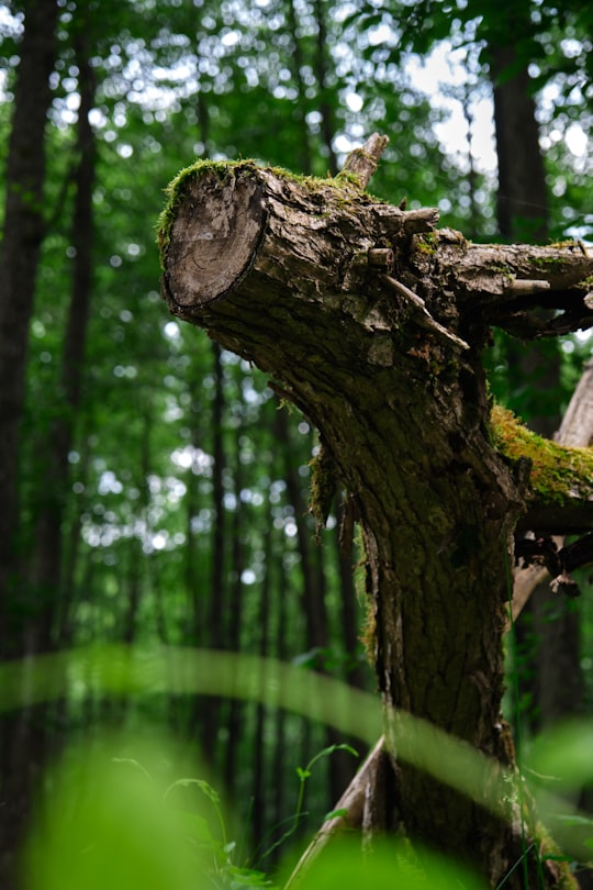 brown tree trunk in tilt shift lens in Nagyhuta Hungary