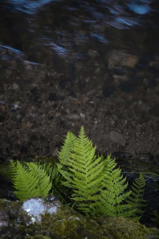 green fern plant on black and brown soil in Nagyhuta Hungary