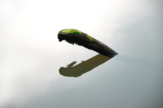 green bird on brown stick in Nagyhuta Hungary