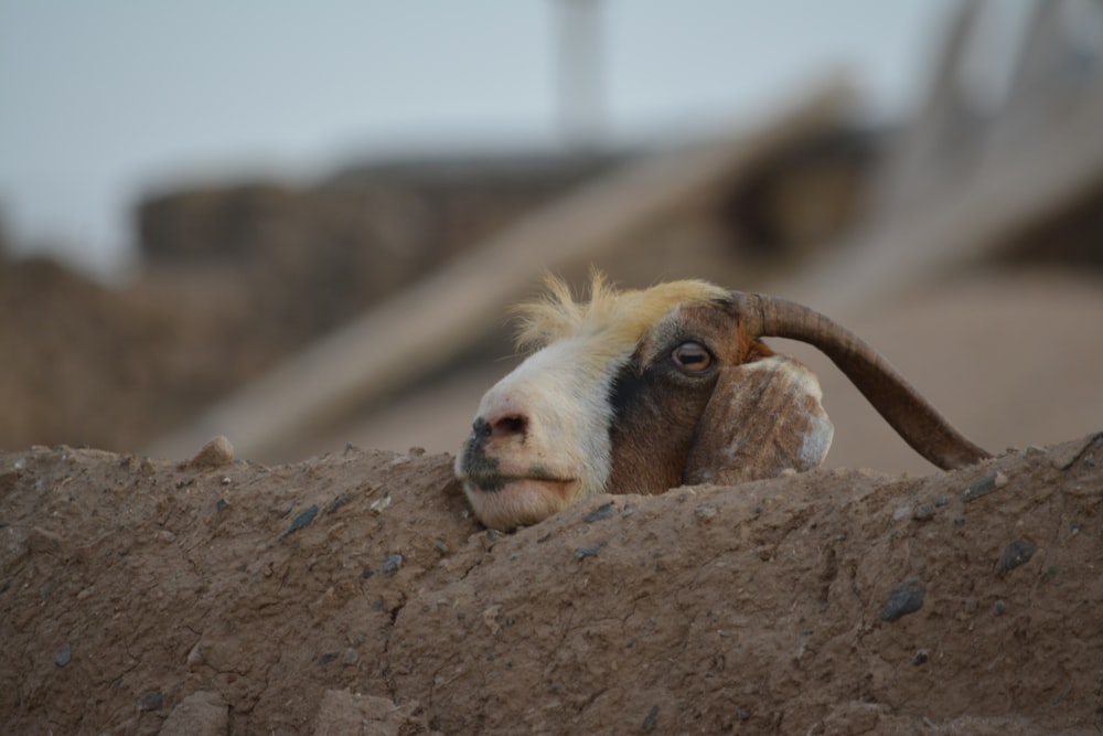 brown and white goat on brown rock during daytime