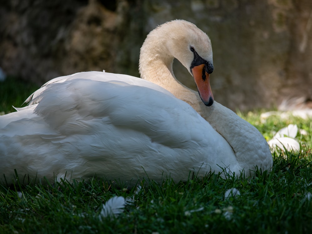 white swan on green grass during daytime