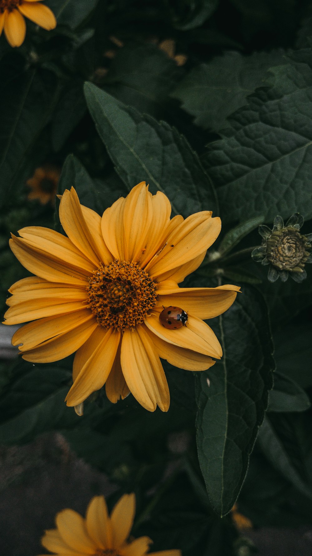 yellow flower with green leaves