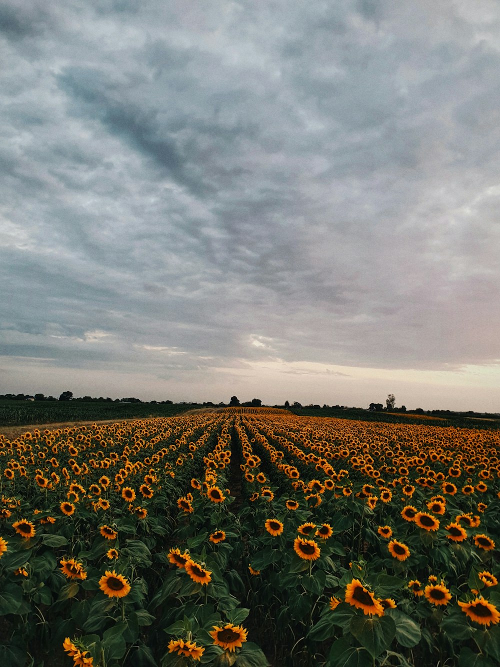 sunflower field under cloudy sky during daytime