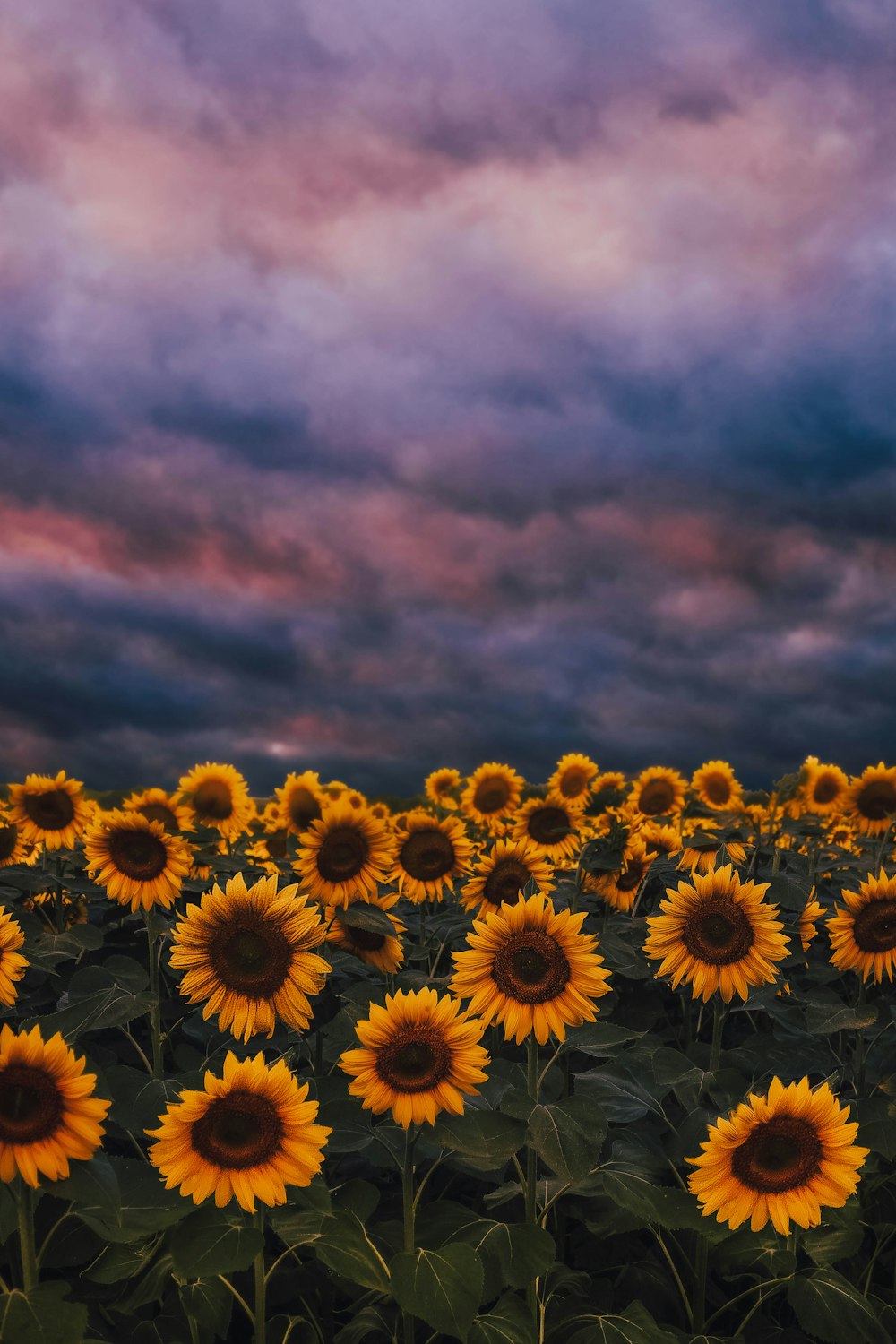 Champ de tournesol jaune sous un ciel nuageux pendant la journée