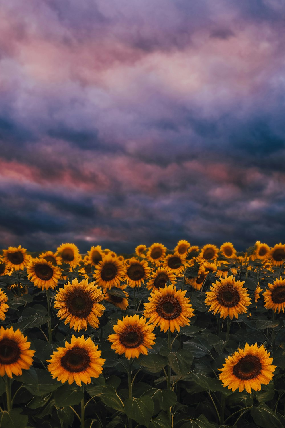 yellow sunflower field under cloudy sky during daytime