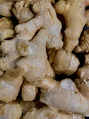 Fresh ginger roots stacked in mesh bags showcasing their quality for export.